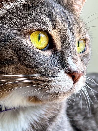 All Cat Treats