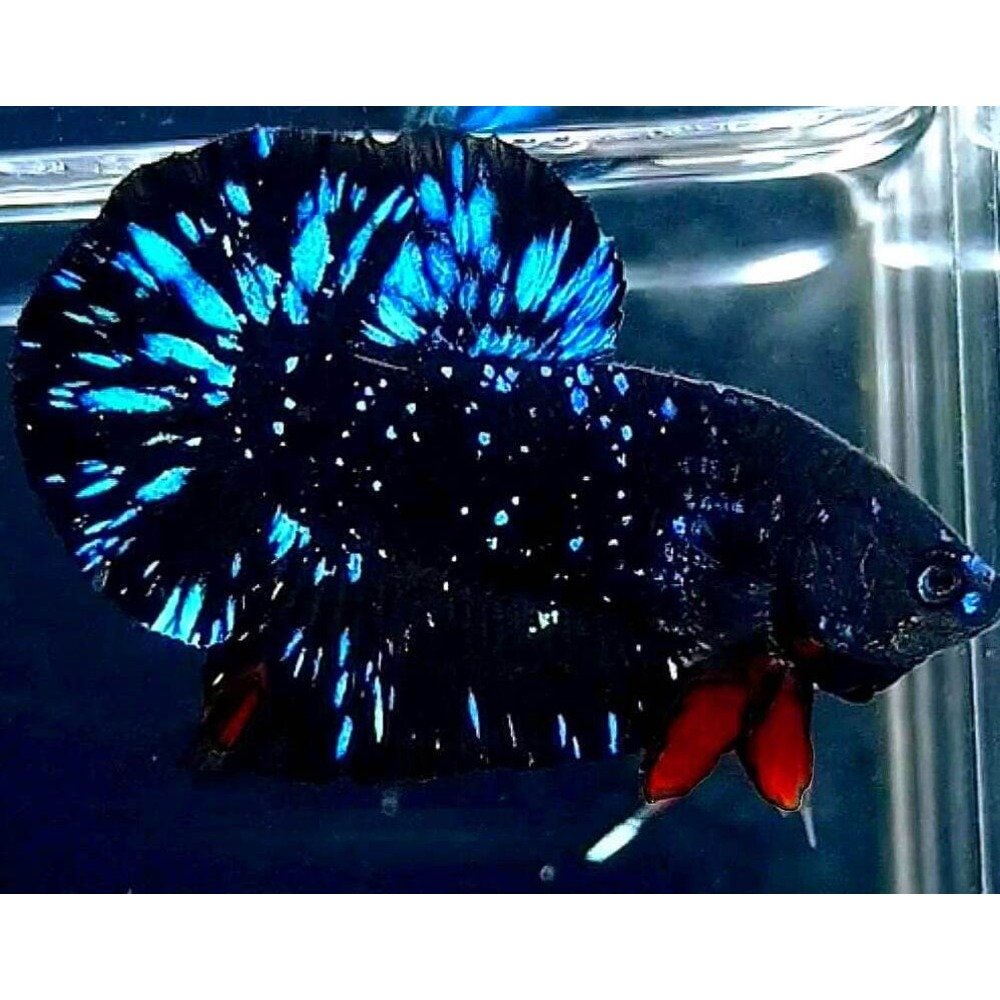 Avatar Betta Fish (Male) BETTA Danaqua Live Fish & More