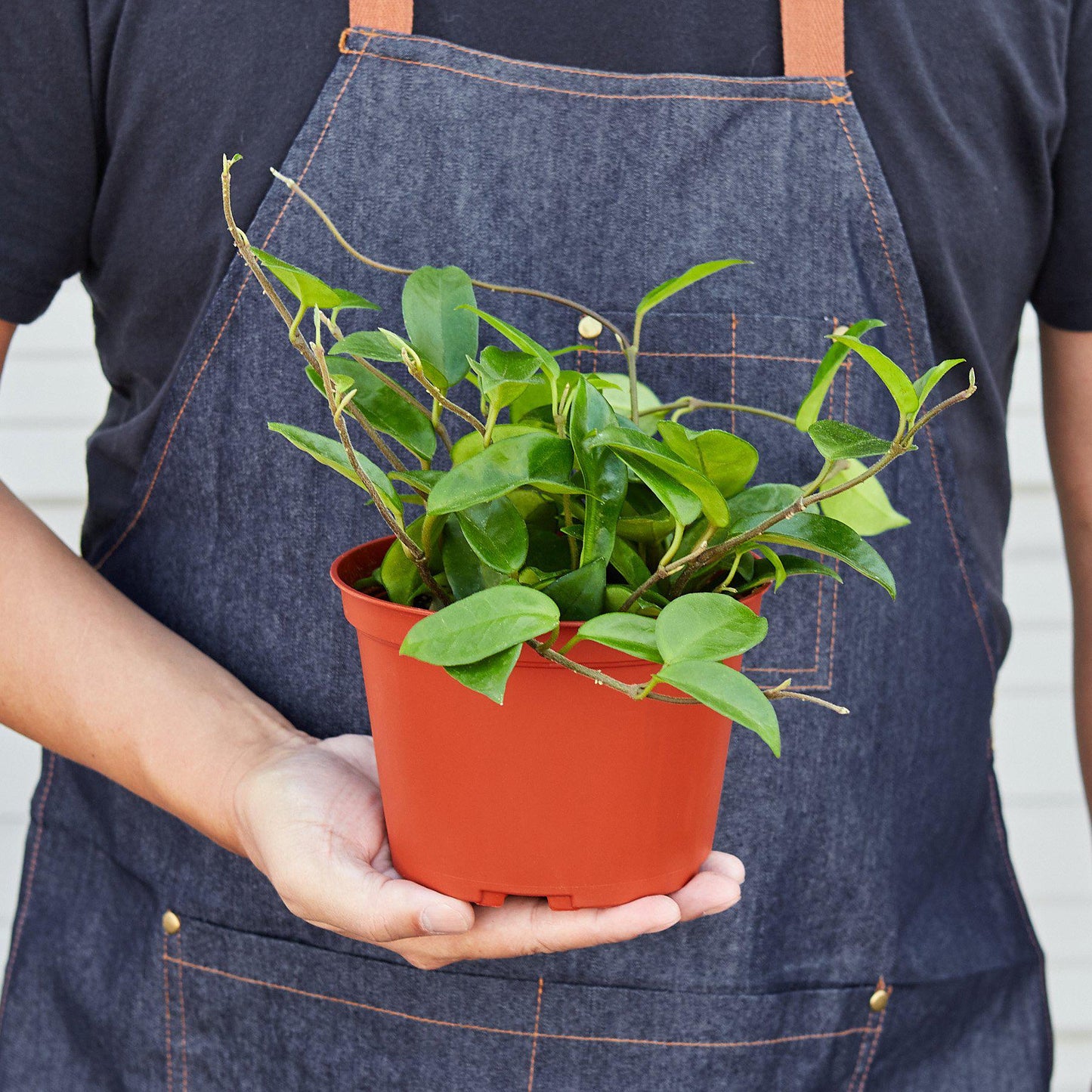 Hoya Carnosa Indoor Plants House Plant Shop