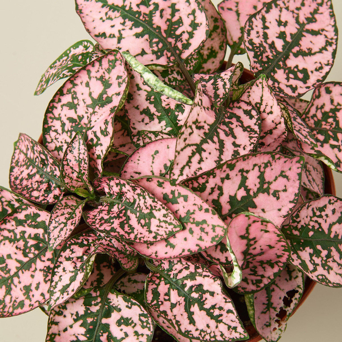 Hypoestes 'Polka Dot' 6" Pot Pink Indoor Plants House Plant Shop