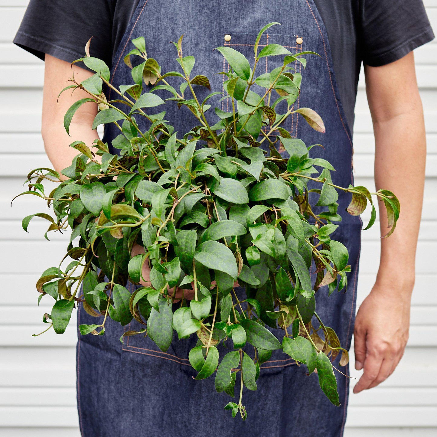 Lipstick 'Black Pagoda' Indoor Plants House Plant Shop