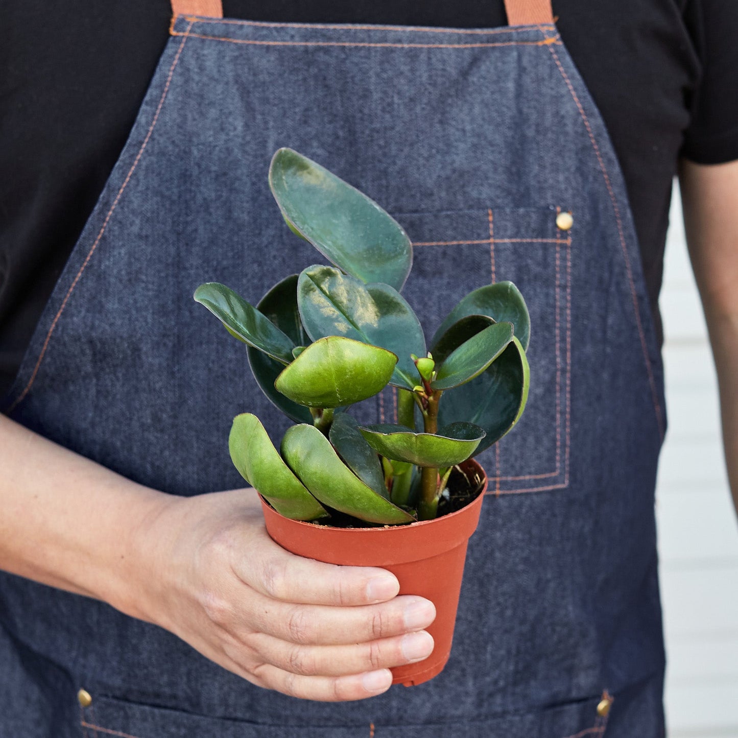 Peperomia Red Edge Indoor Plants House Plant Shop
