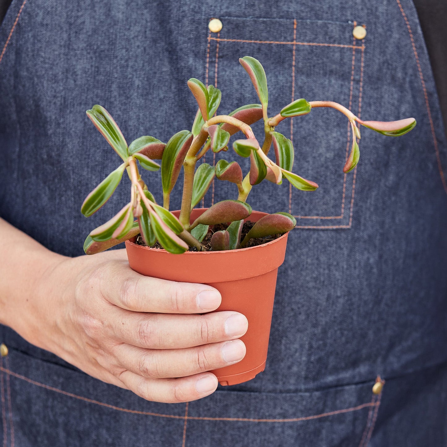 Peperomia 'Ruby Glow' Indoor Plants House Plant Shop