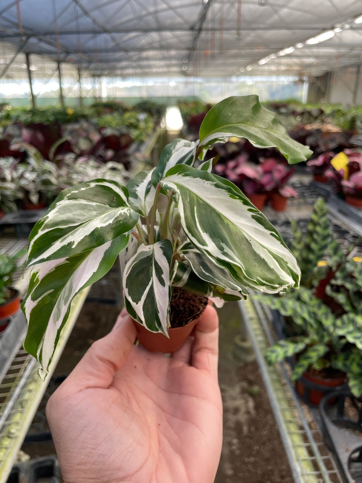 Calathea 'White Fusion' 2" Pot Nursery Pot Indoor Plants House Plant Shop
