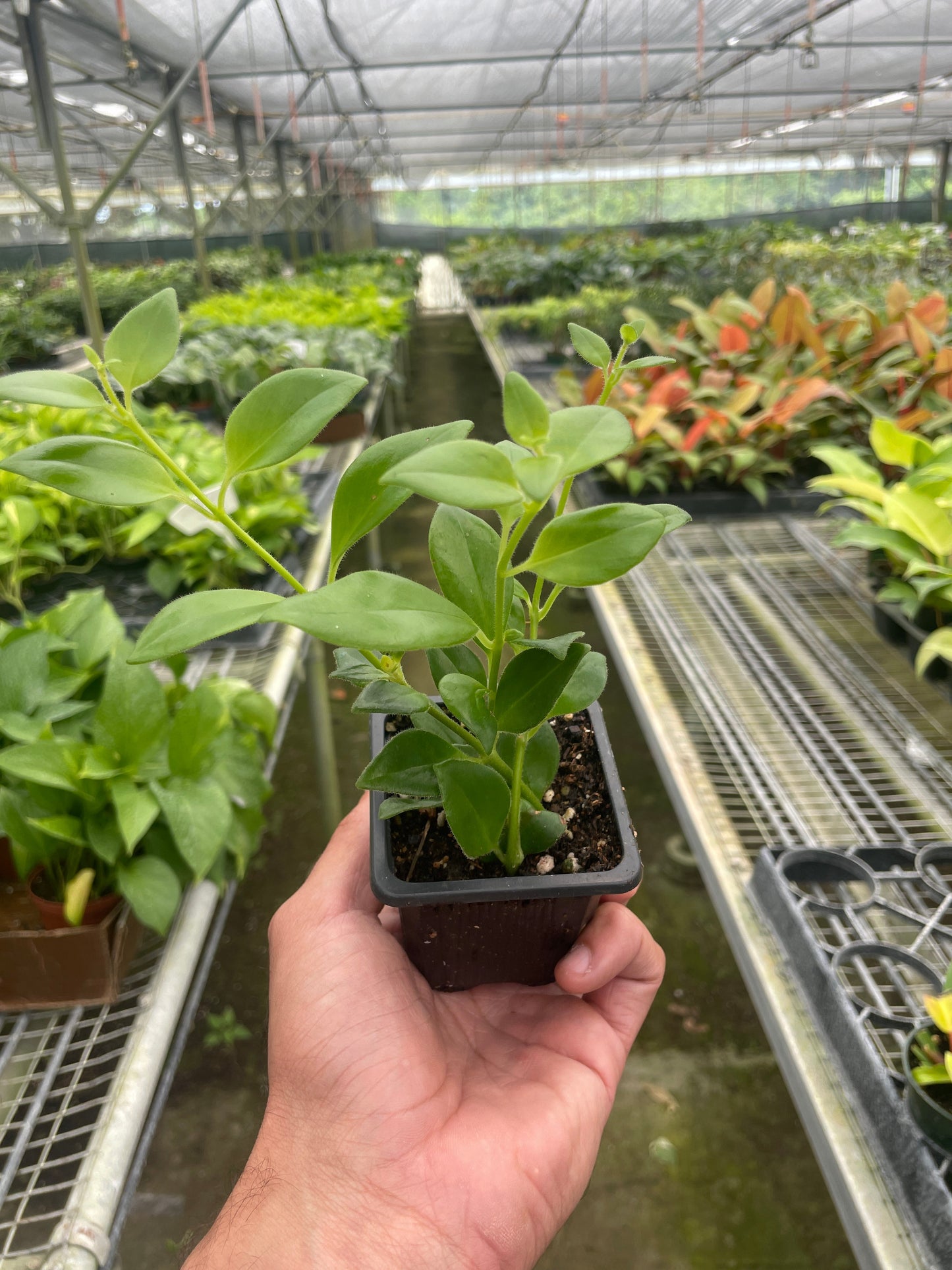 Lipstick Plant 3" Pot Indoor Plants House Plant Shop