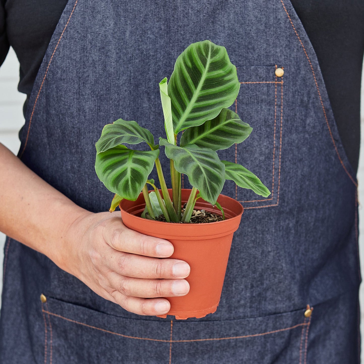 Calathea 'Zebrina' - 4" Pot Indoor Plants House Plant Shop