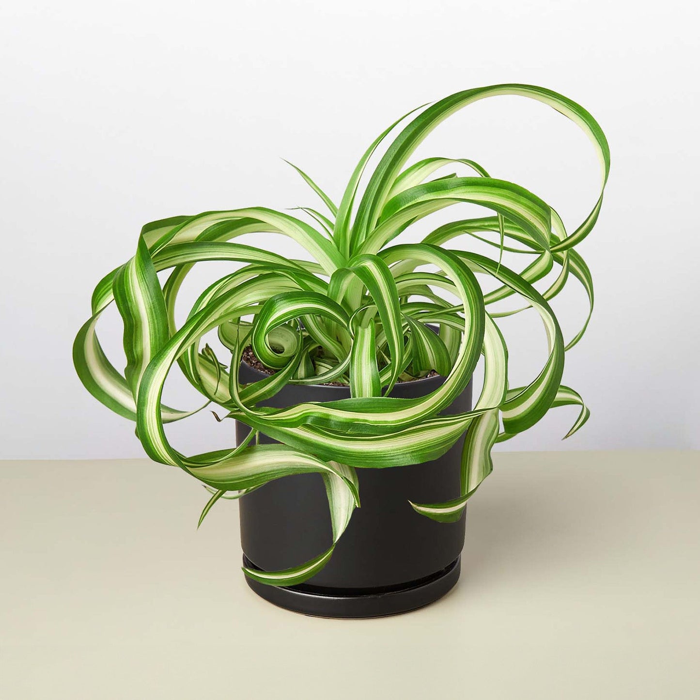 Spider Plant 'Bonnie' 4" Pot Black Cylinder Indoor Plants House Plant Shop