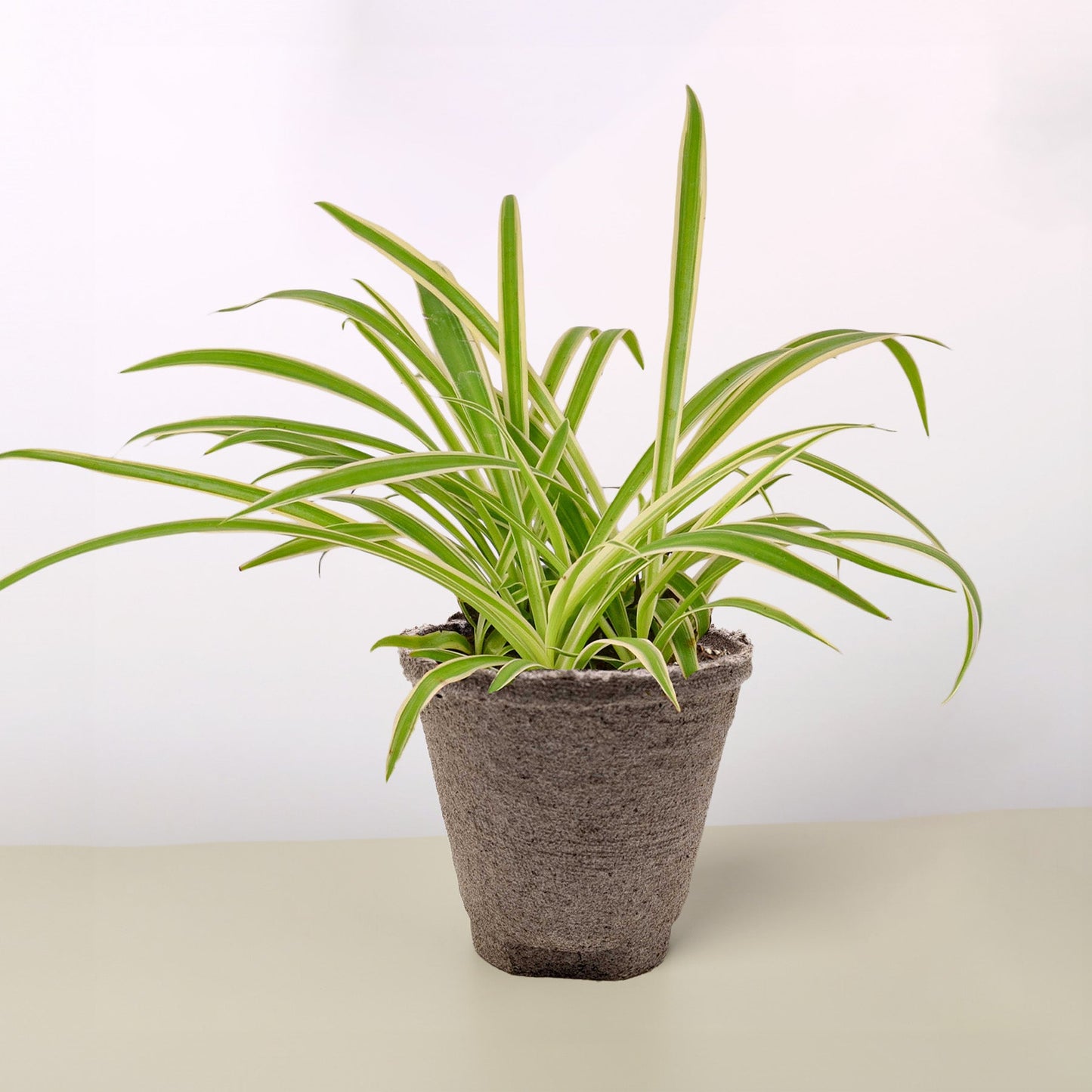Spider Plant 'Reverse' Cow Pot Indoor Plants House Plant Shop
