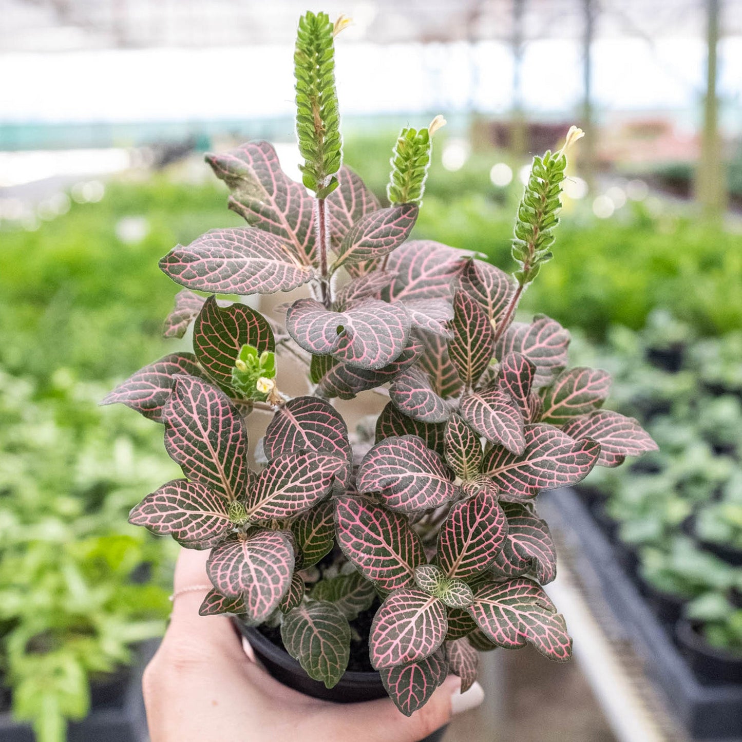 Fittonia 'Pink' Indoor Plants House Plant Shop