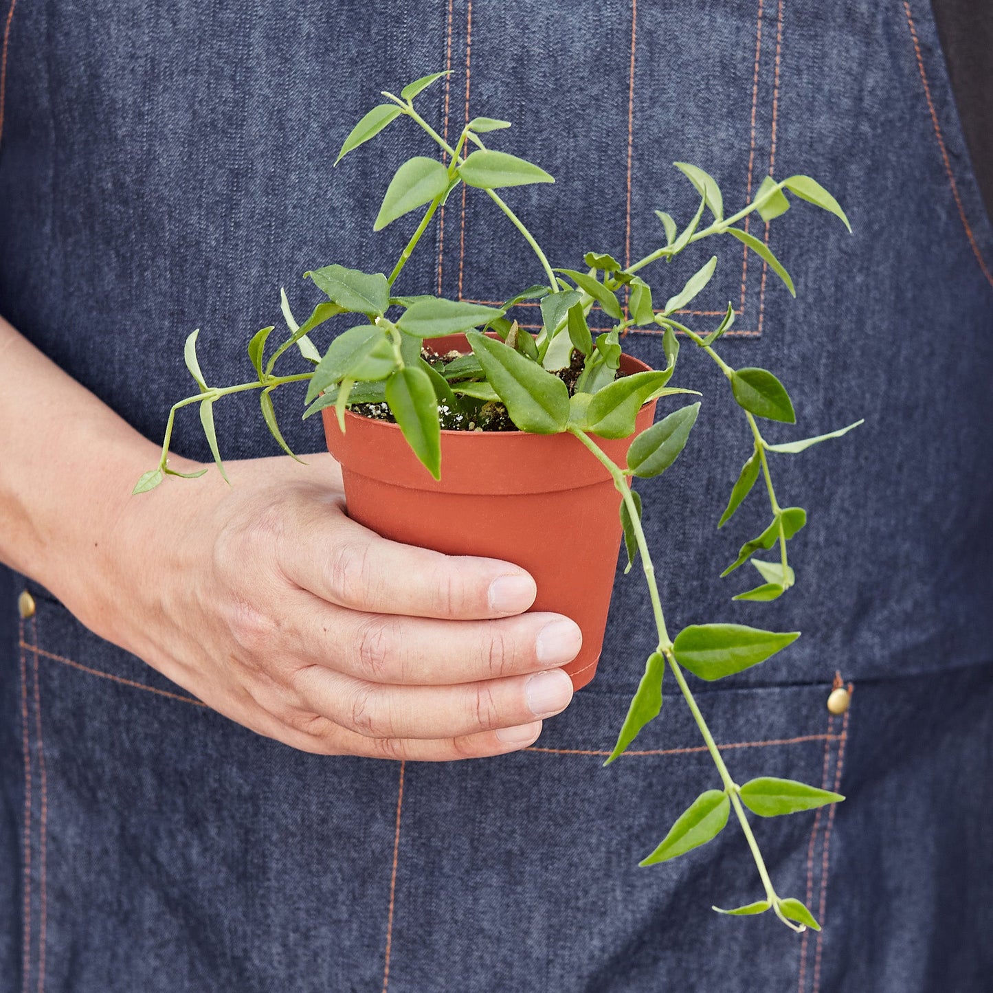 Hoya Bella Indoor Plants House Plant Shop