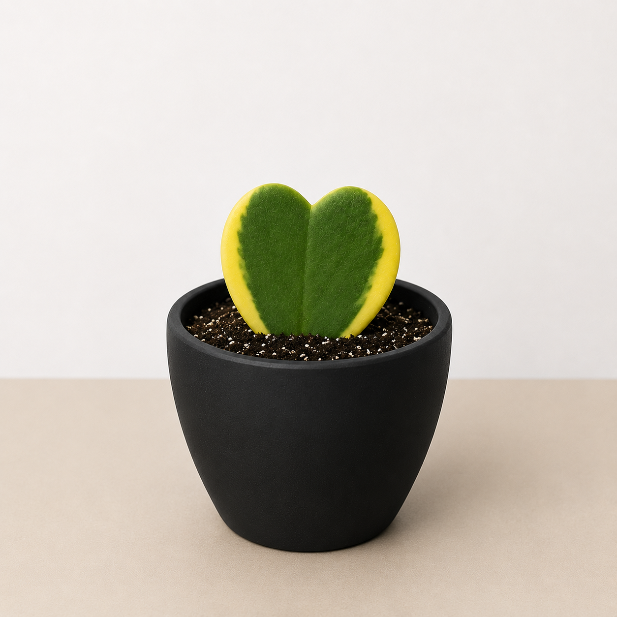 Hoya 'Sweetheart Variegated' 4" Pot Eco Pot Black Indoor Plants House Plant Shop