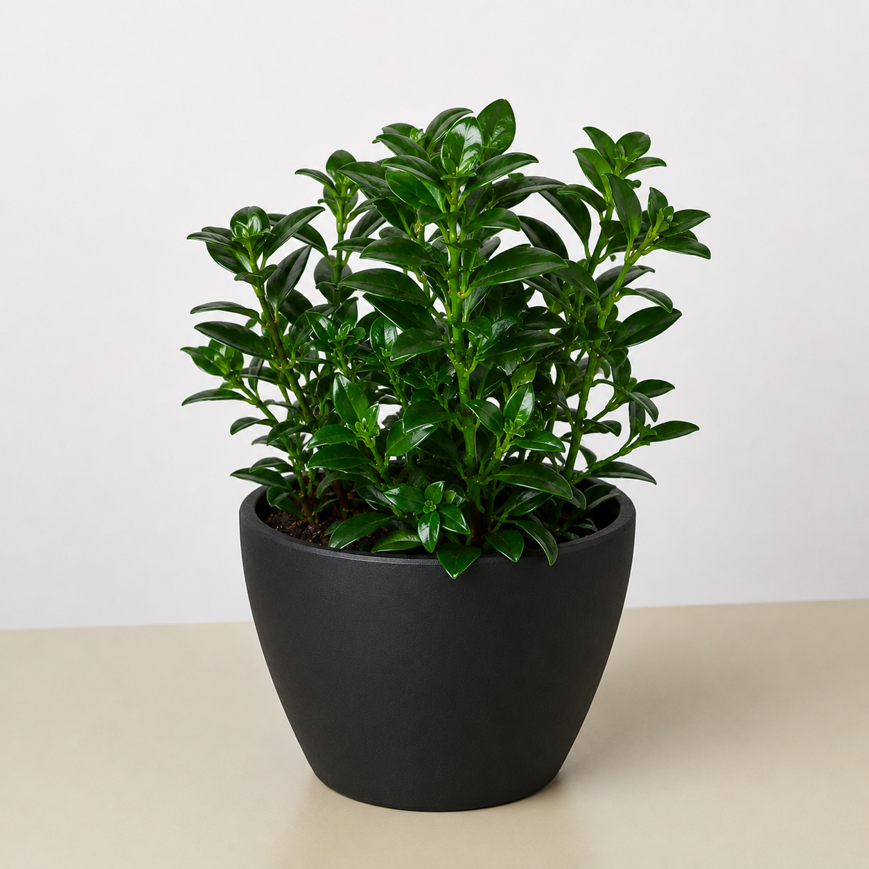 Nematanthus Candy Corn Plant 'Brazilian Firecracker' 4" Pot Eco Pot Black Indoor Plants House Plant Shop