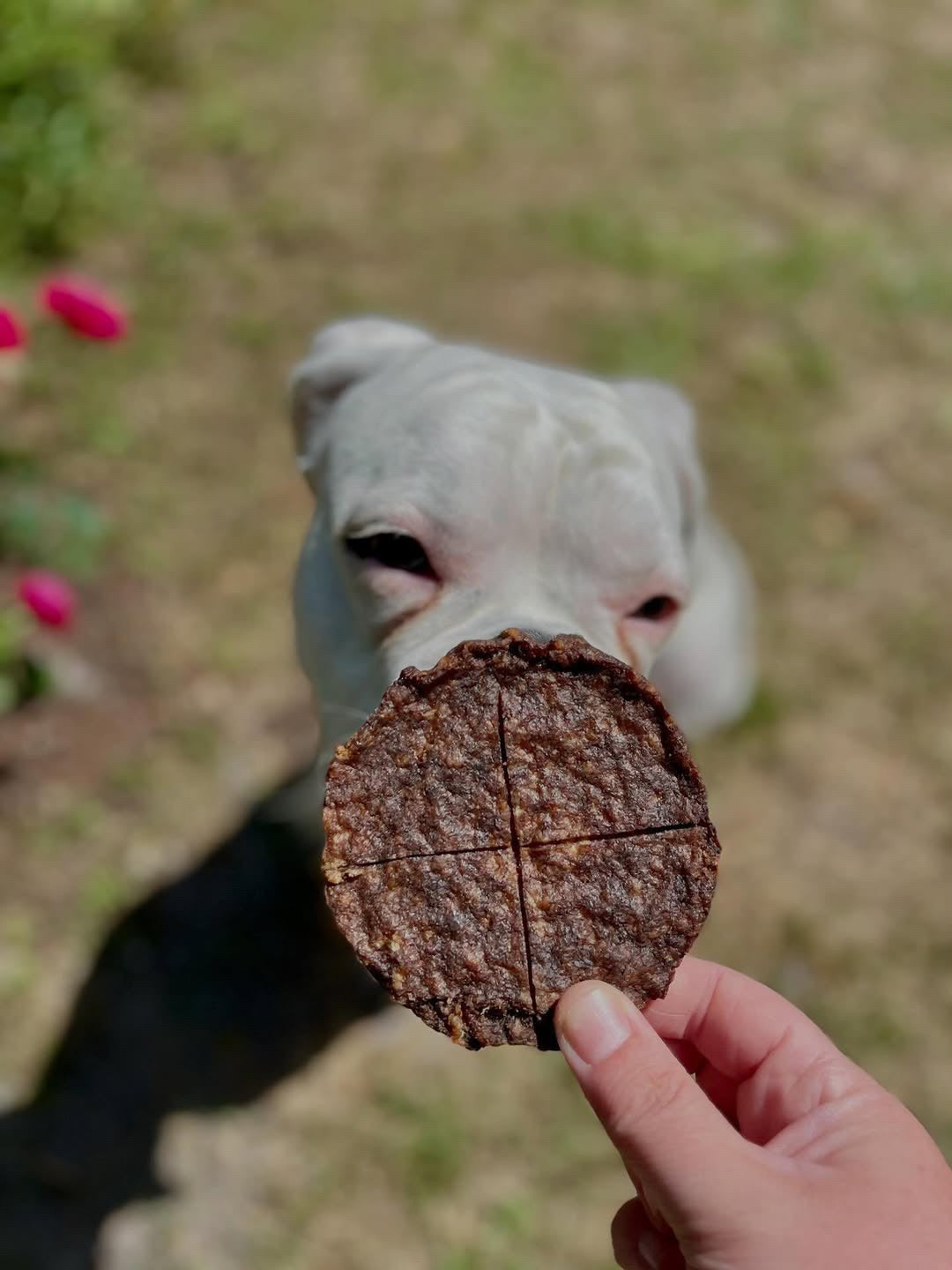 Angus Beef Patty Quarters (GFF & Free Range) Naked Beasts