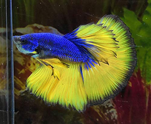 Betta Giant BETTA Danaqua Live Fish & More