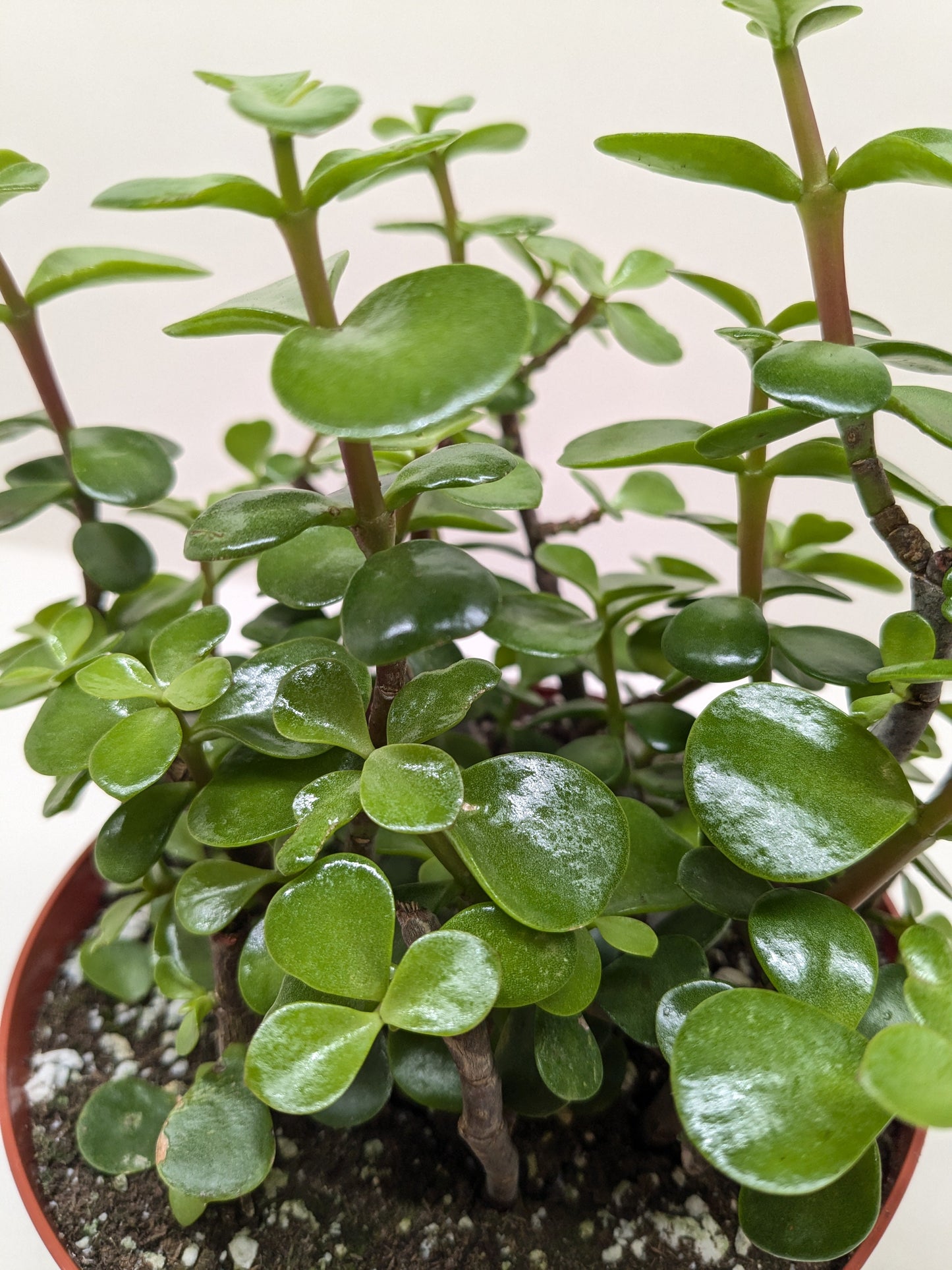 Succulent 'Elephant Bush' Succulent House Plant Shop
