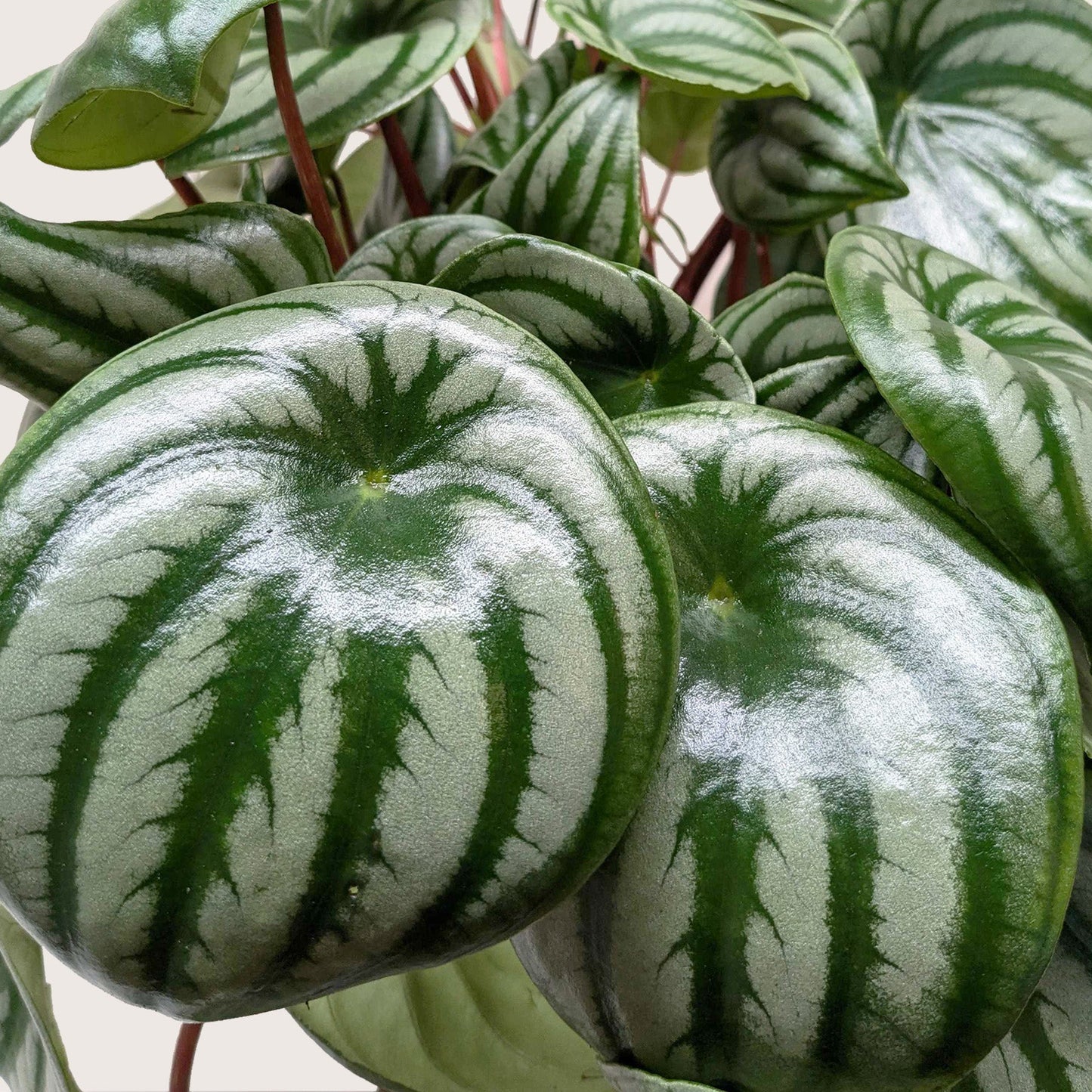 Peperomia 'Watermelon' Indoor Plants House Plant Shop