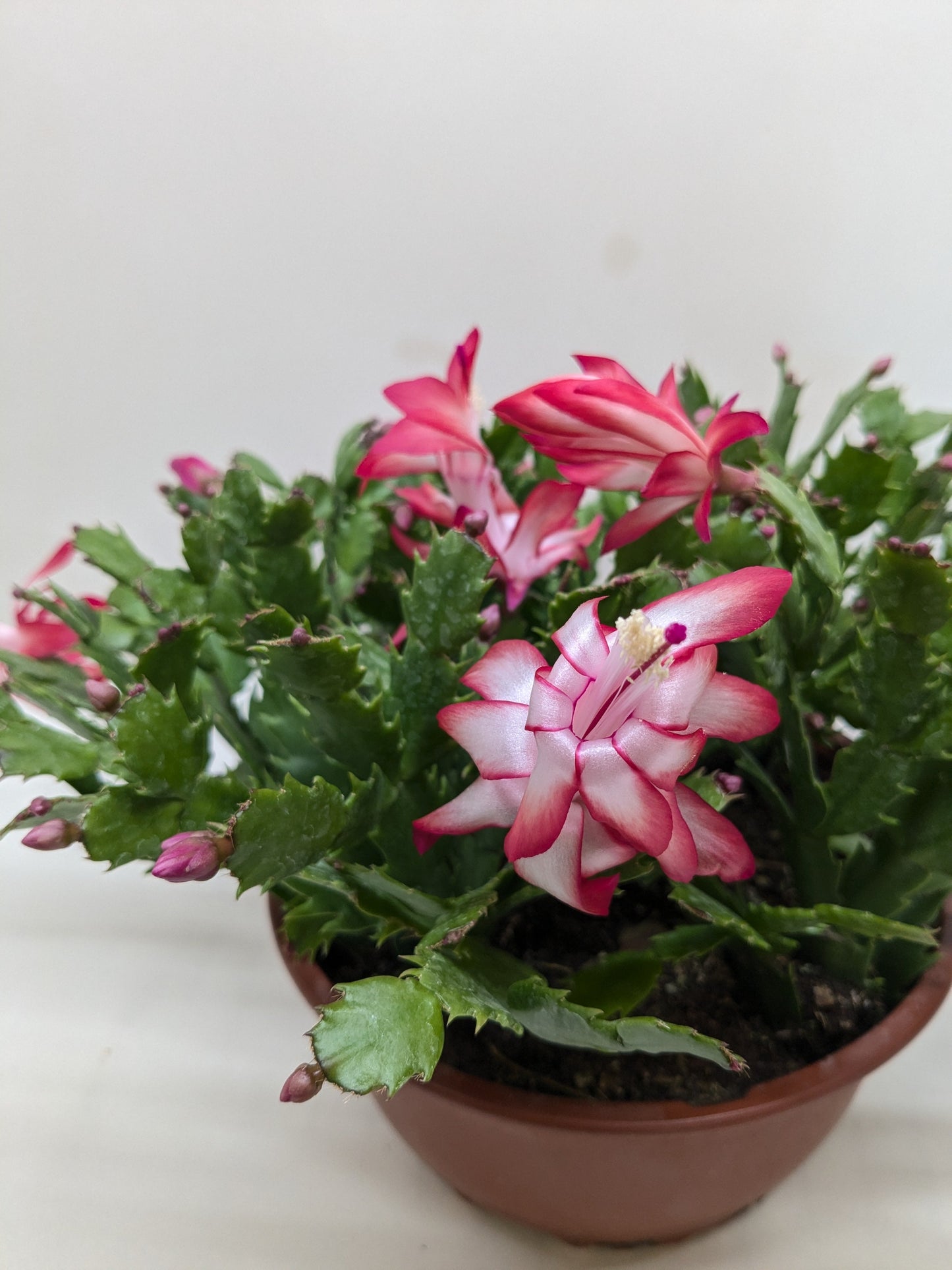Zygocactus 'Christmas Cactus' 8 " Pot Red House Plant Shop