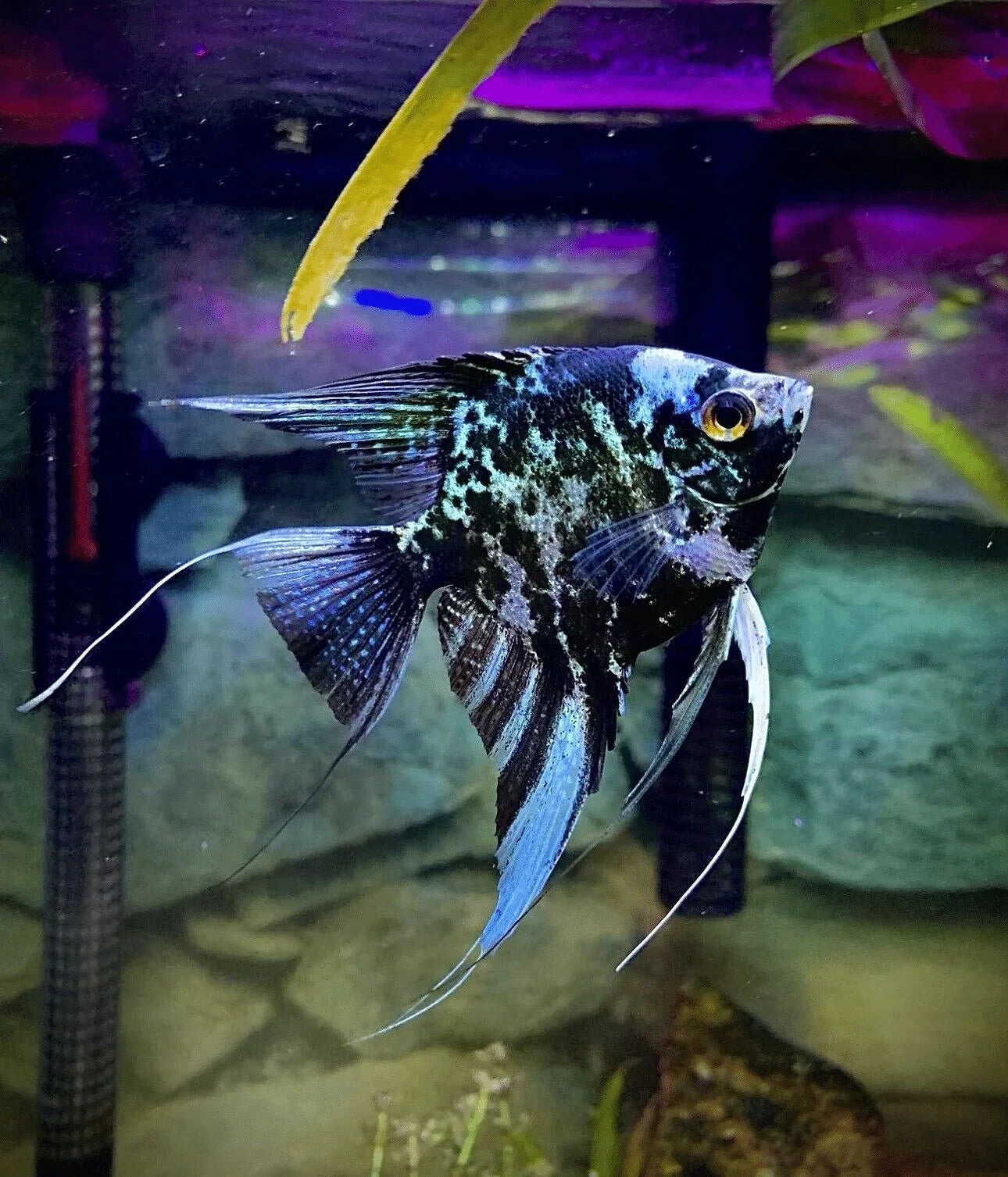 Marble Angelfish (Pterophyllum scalare) MEDIUM ANGELFISH Danaqua Live Fish & More