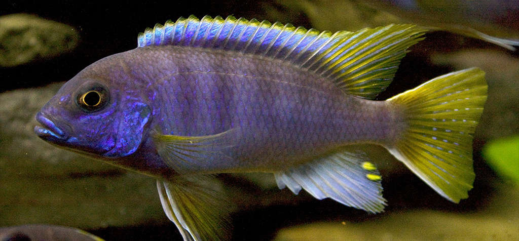 Acei Cichlid (Pseudotropheus sp. "acei") AFRICAN CICHLIDS Danaqua Live Fish & More