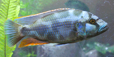 Livingstoni Cichlid (Nimbochromis livingstonii) AFRICAN CICHLIDS Danaqua Live Fish & More