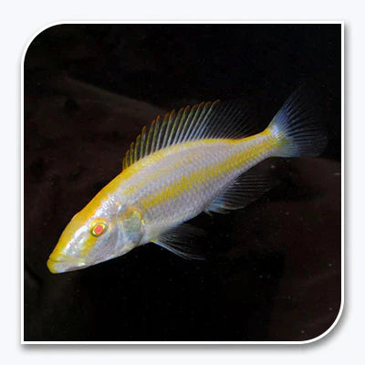 Dimidiochromis Compressiceps Albino AFRICAN CICHLIDS Danaqua Live Fish & More