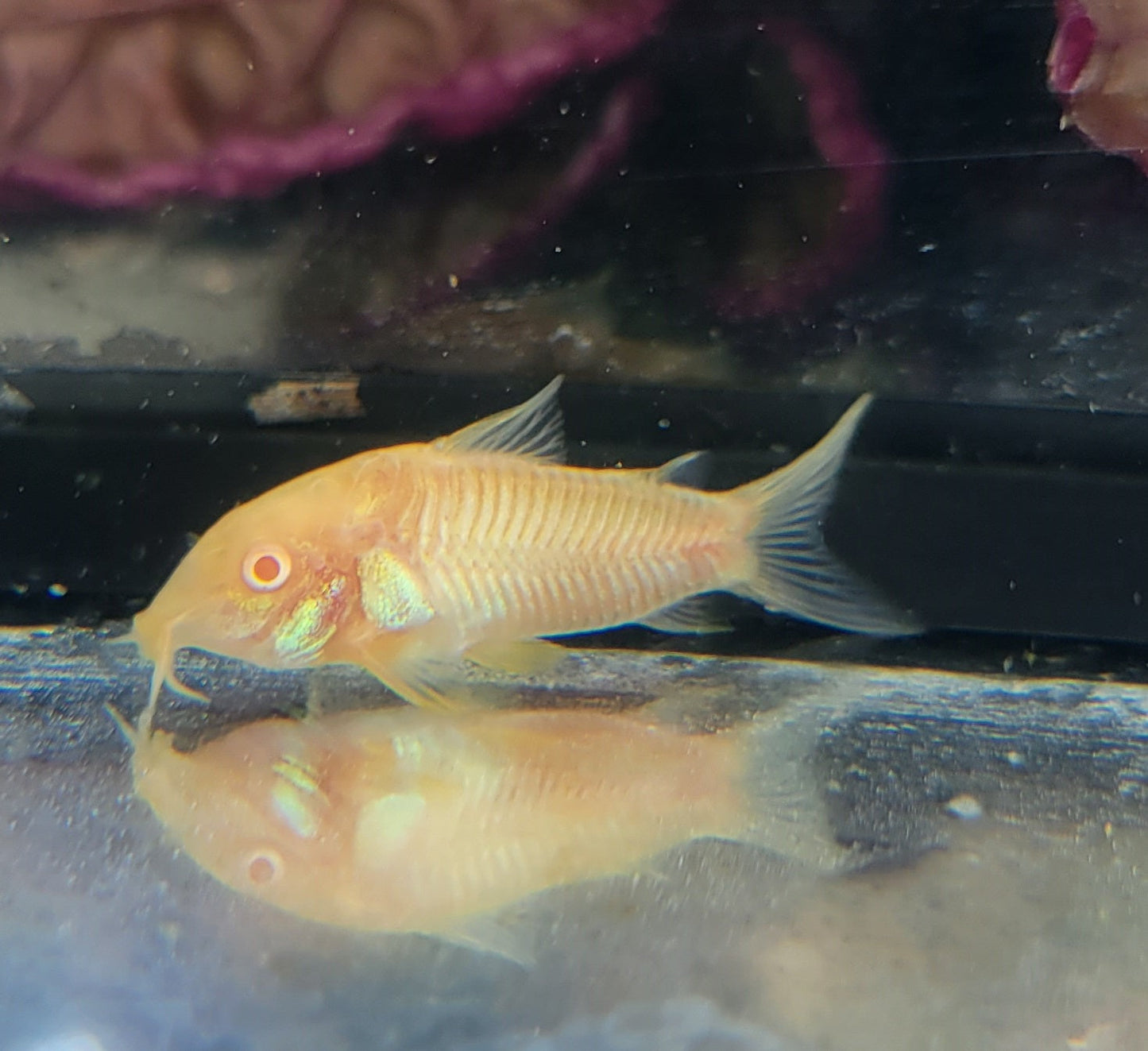 Aeneus Albino Cory (Corydoras aeneus var. albino) CORY Danaqua Live Fish & More