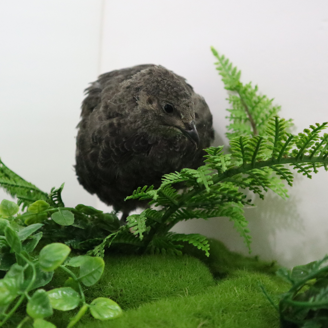 All Black Quail Hatching Eggs - Pure Breed, Ideal for Aviary Hobbyists & Breeders Buddys Hatchery