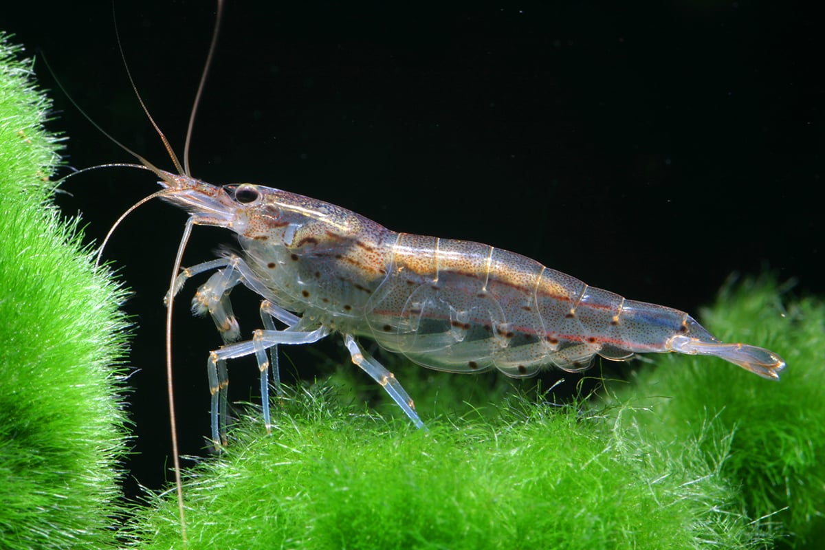 Amano shrimp SHRIMP Danaqua Live Fish & More