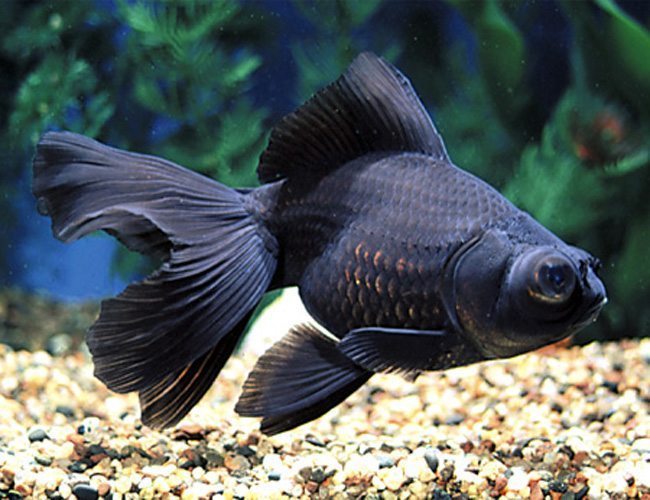 black moor GOLDFISH Danaqua Live Fish & More