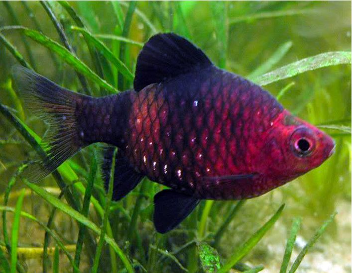 Black Ruby Barb (Pethia nigrofasciata) BARB Danaqua Live Fish & More