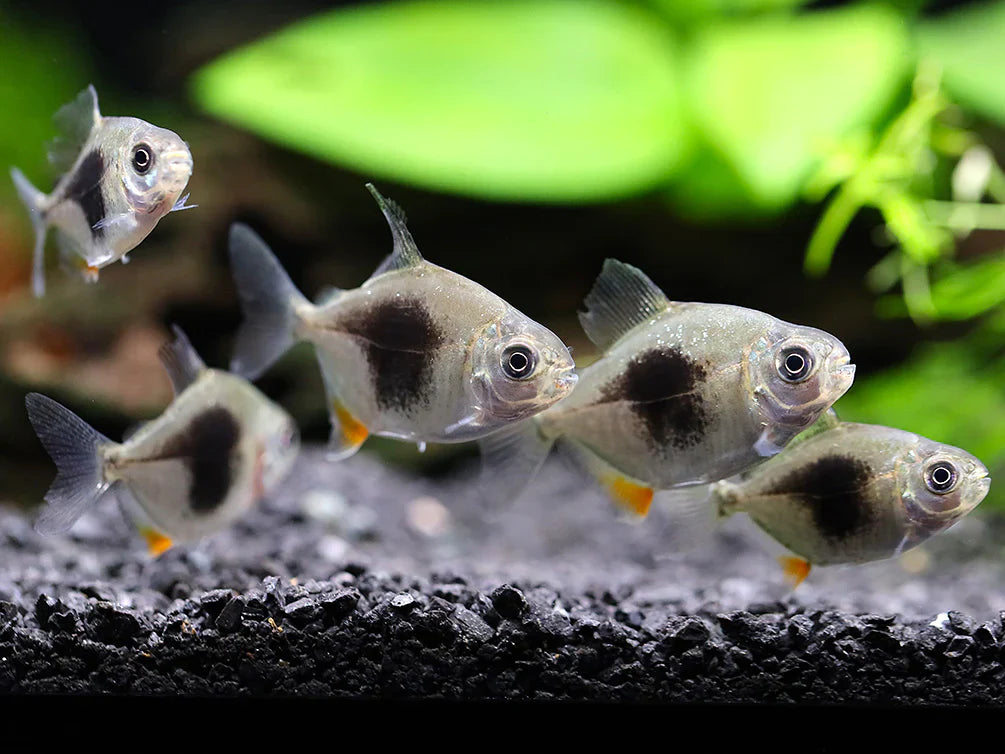 Blackberry Silver Dollar (Myleus schomburgkii) 2"-3" AMERICAN CICHLID Danaqua Live Fish & More