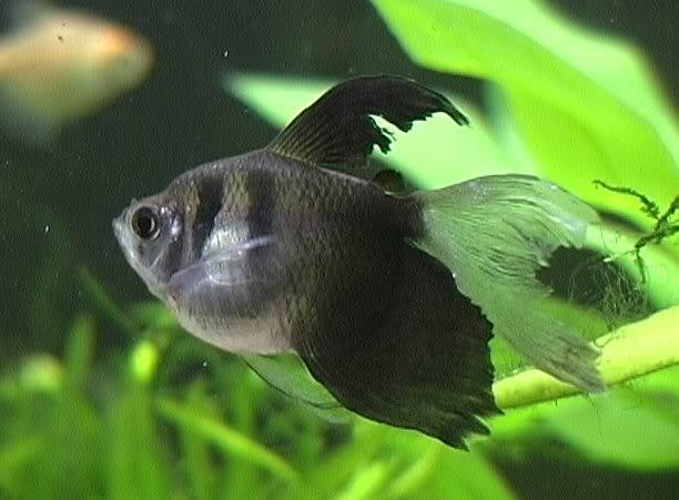 Black Tetra Hi-Fin PACK OF 6 TETRA Danaqua Live Fish & More
