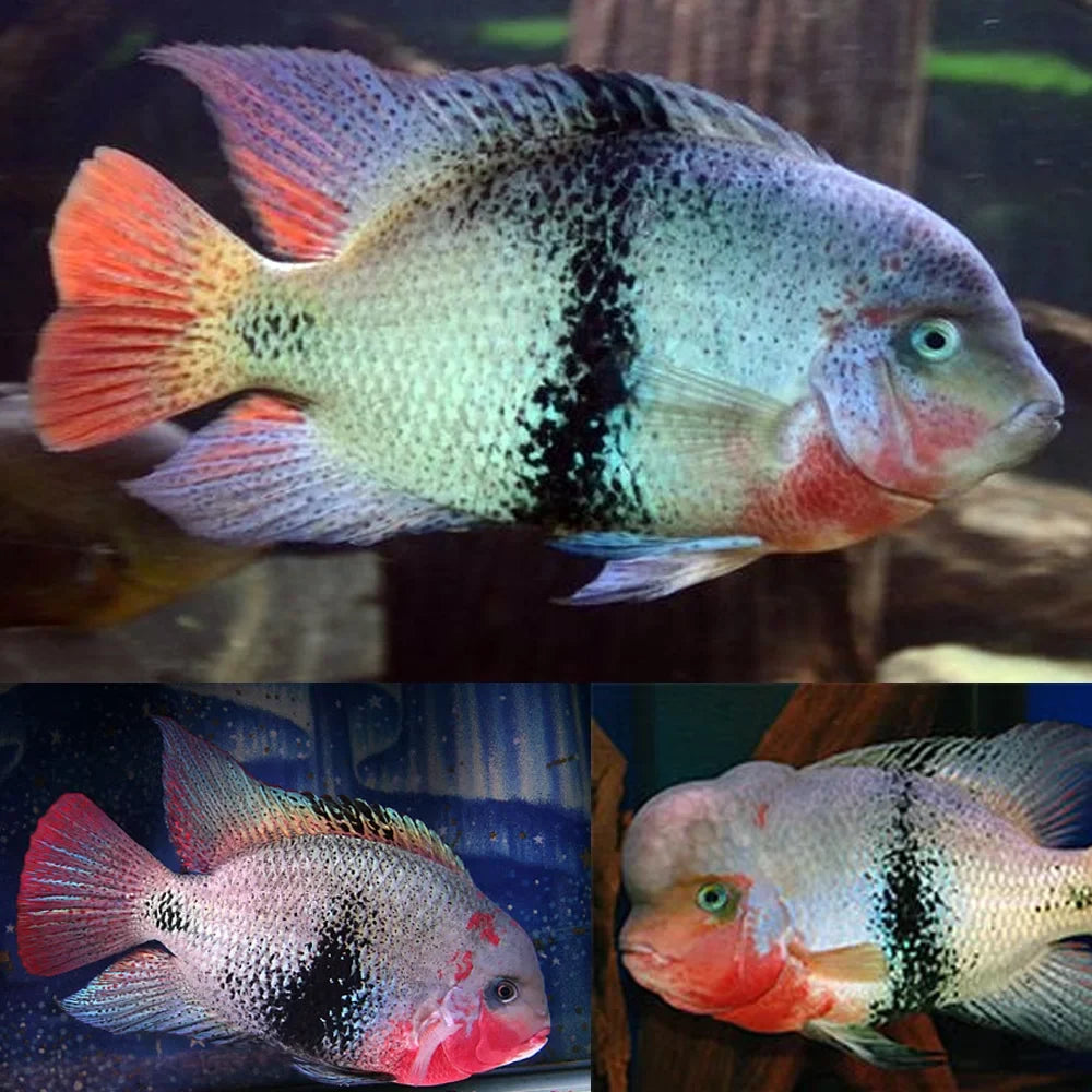 Black Belt Cichlid (Vieja Maculicauda) AMERICAN CICHLID Danaqua Live Fish & More