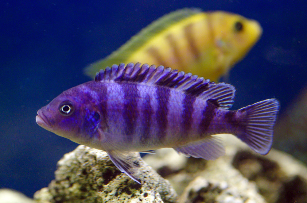 Kenyi Cichlid AFRICAN CICHLIDS Danaqua Live Fish & More
