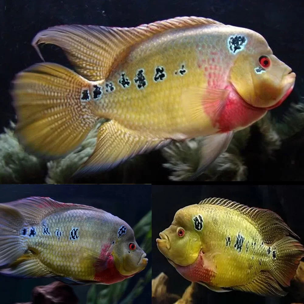 Trimac cichlid (Amphilophus trimaculatus) AMERICAN CICHLID Danaqua Live Fish & More