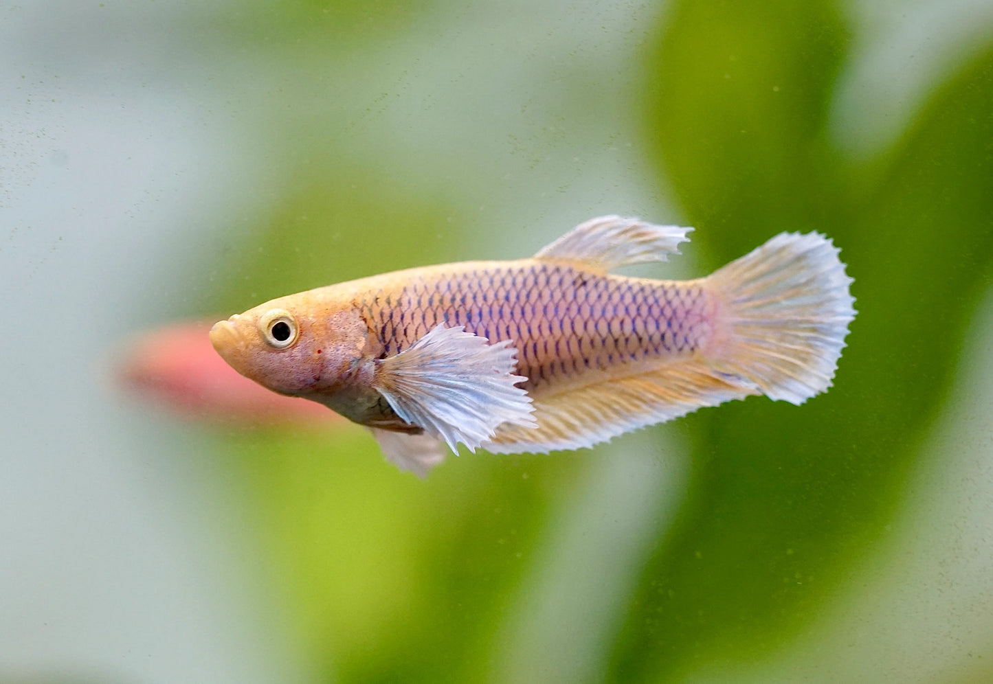 Assorted Betta Female BETTA Danaqua Live Fish & More