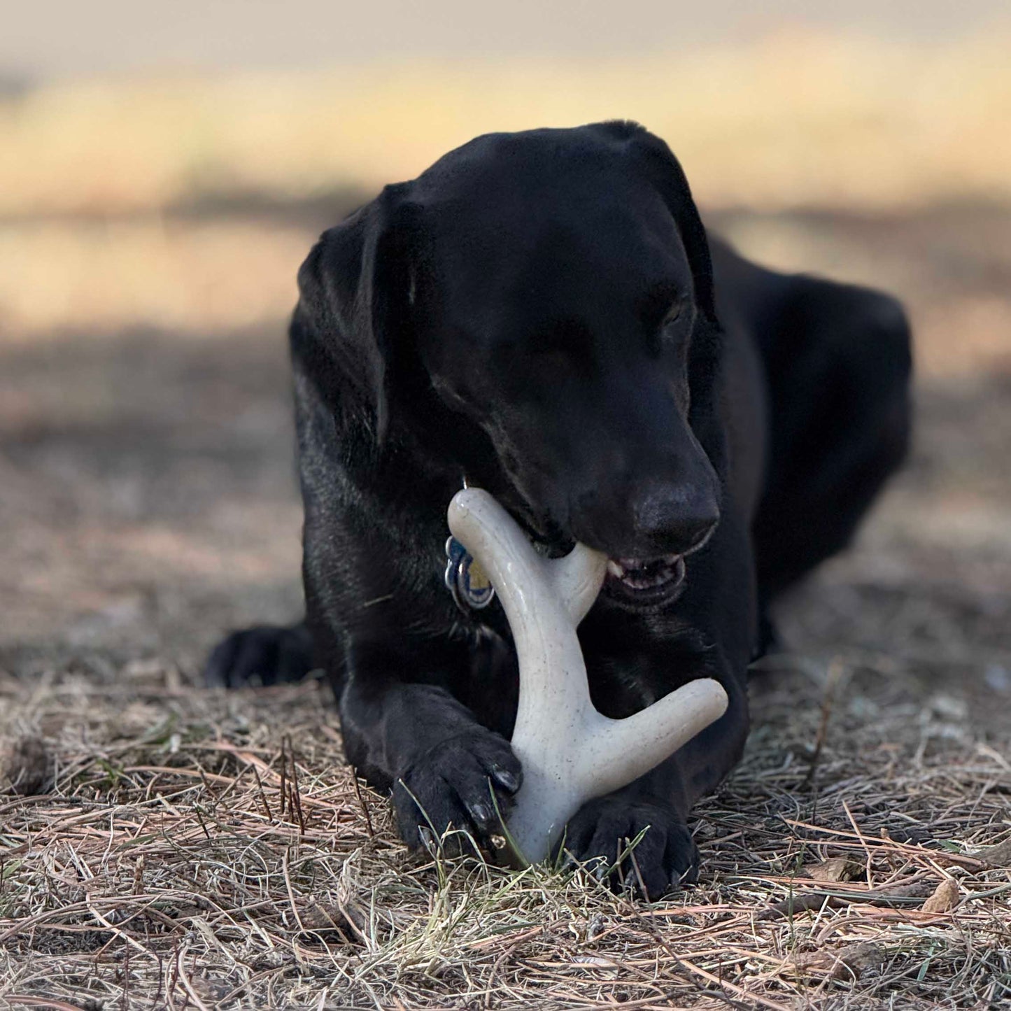 Ever Antler Nylon Chew Bone | Elk Antler Shaped Dog Toy for Aggressive Chewers | SodaPup Nylon Dog Toys SodaPup/True Dogs, LLC