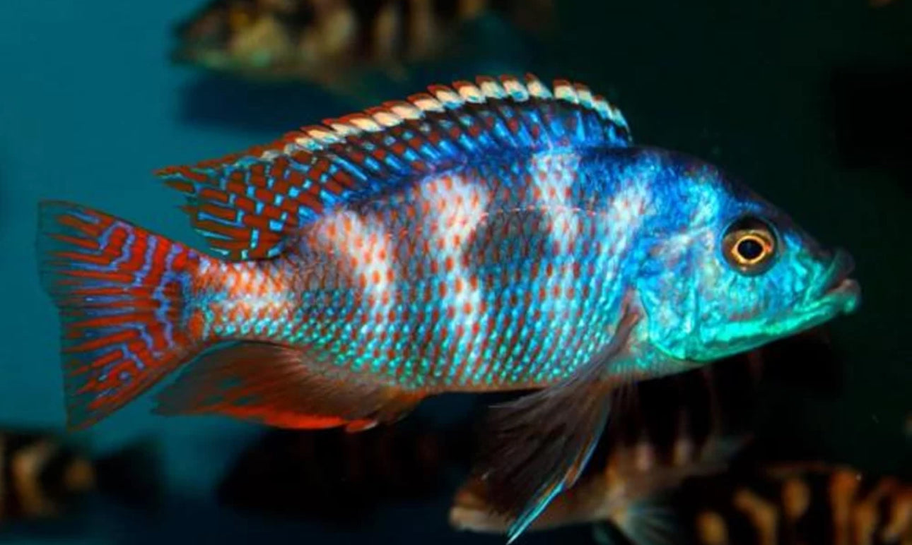 Placidochromis milomo VC-10 2" AFRICAN CICHLIDS Danaqua Live Fish & More