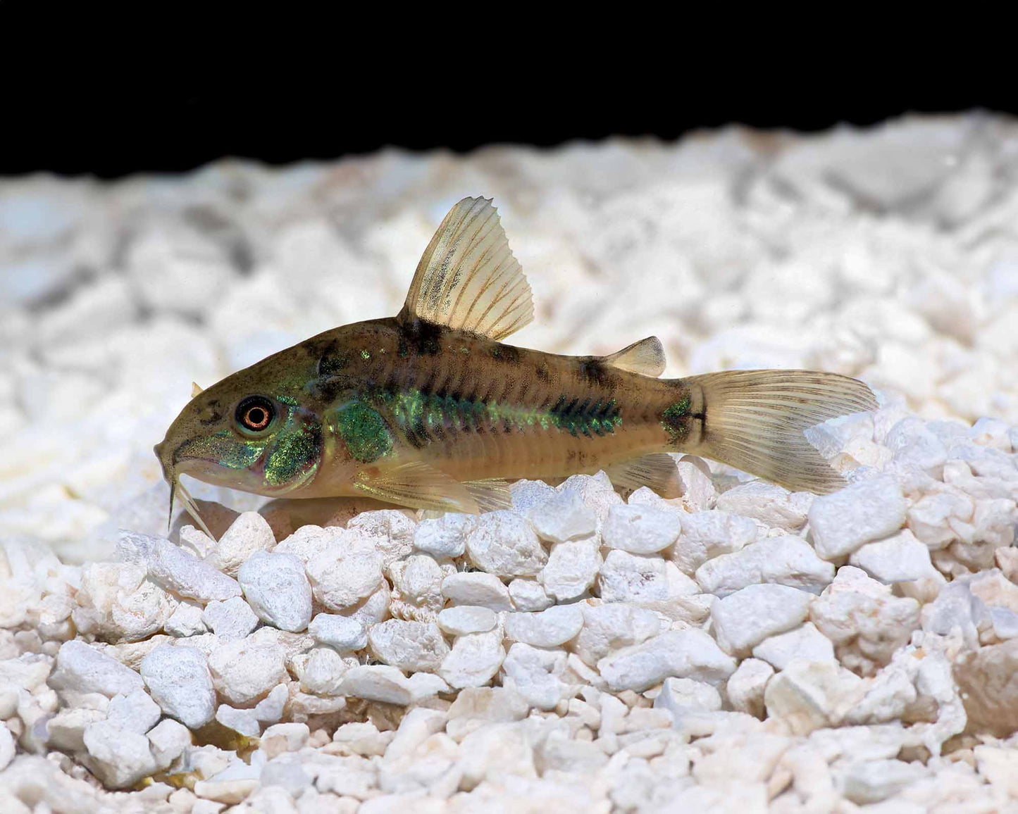 Peppered Corydoras (Corydoras paleatus) CORY Danaqua Live Fish & More