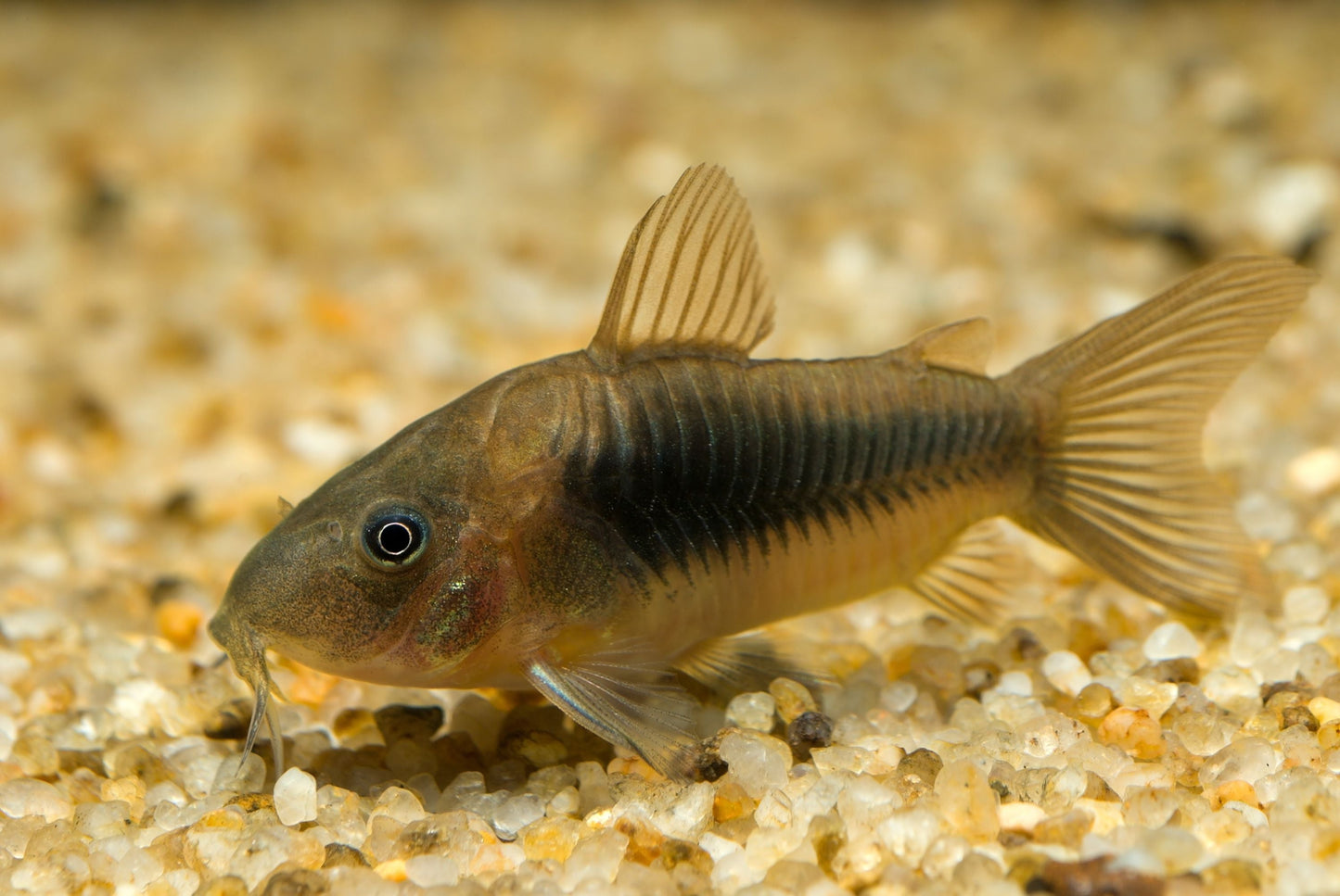 Aeneus Green Corydoras CORY Danaqua Live Fish & More