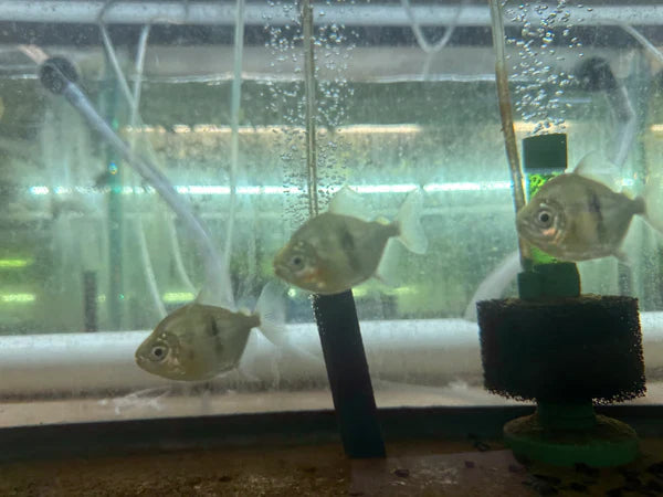 Black Bar Silver Dollar (Myleus schomburgkii) 3" AMERICAN CICHLID Danaqua Live Fish & More