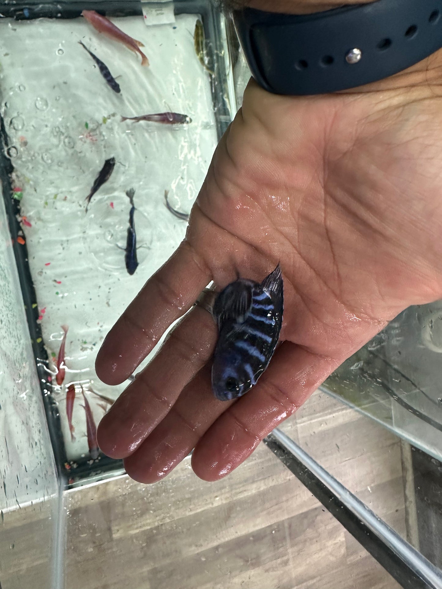 Chindongo demasoni Demasoni Cichlid AFRICAN CICHLIDS Danaqua Live Fish & More