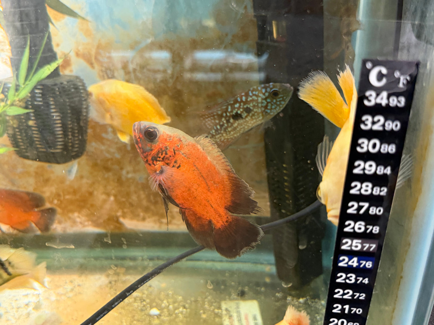 Red Copper Oscar AMERICAN CICHLID Danaqua Live Fish & More