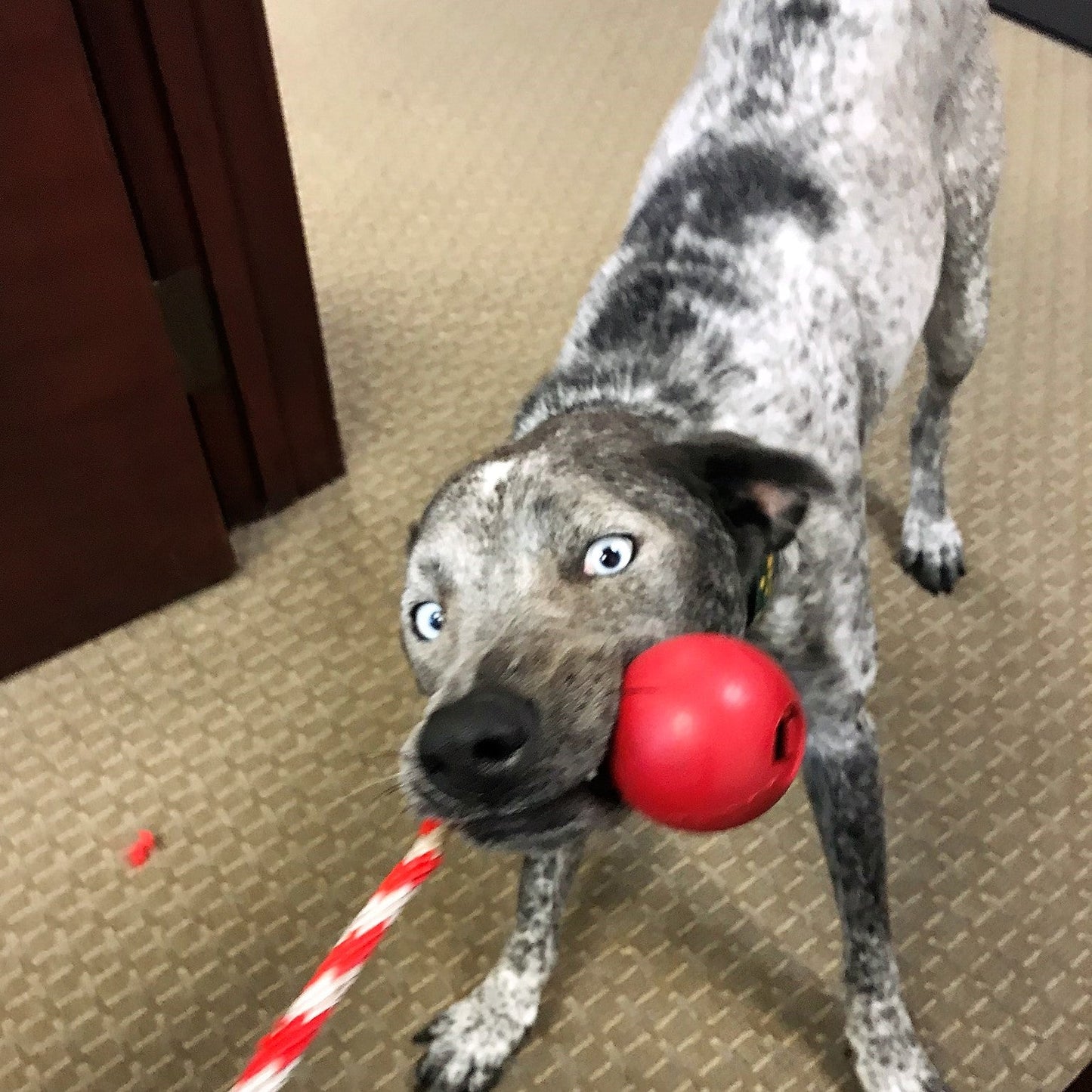 USA-K9 Cherry Bomb Rubber Dog Chew Toy | K9 Handler Reward Toy | USA Made Rubber Dog Toys SodaPup/True Dogs, LLC