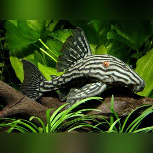 Royal Phantom Pleco LARGE PLECO Danaqua Live Fish & More