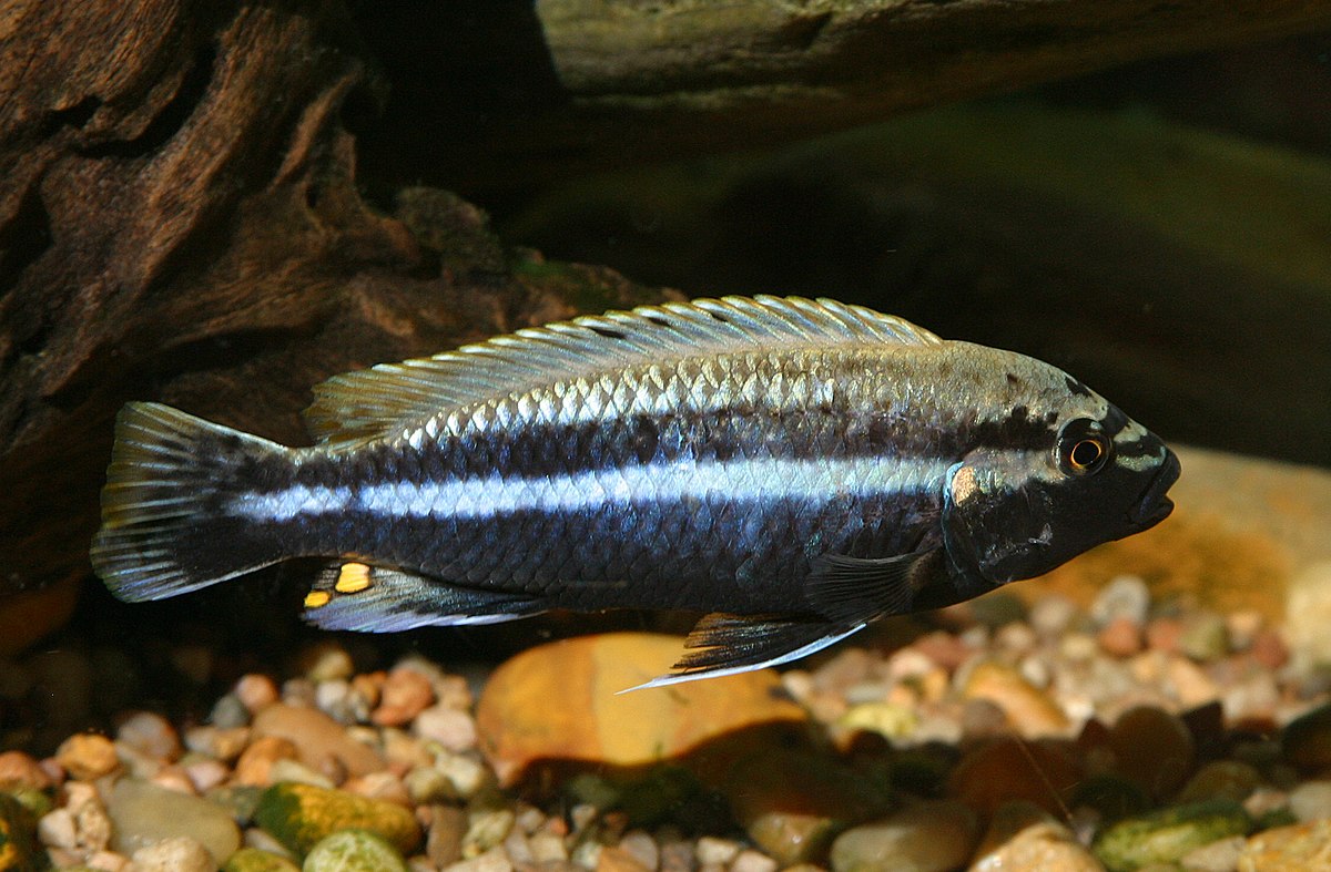 Auratus Cichlid AFRICAN CICHLIDS Danaqua Live Fish & More