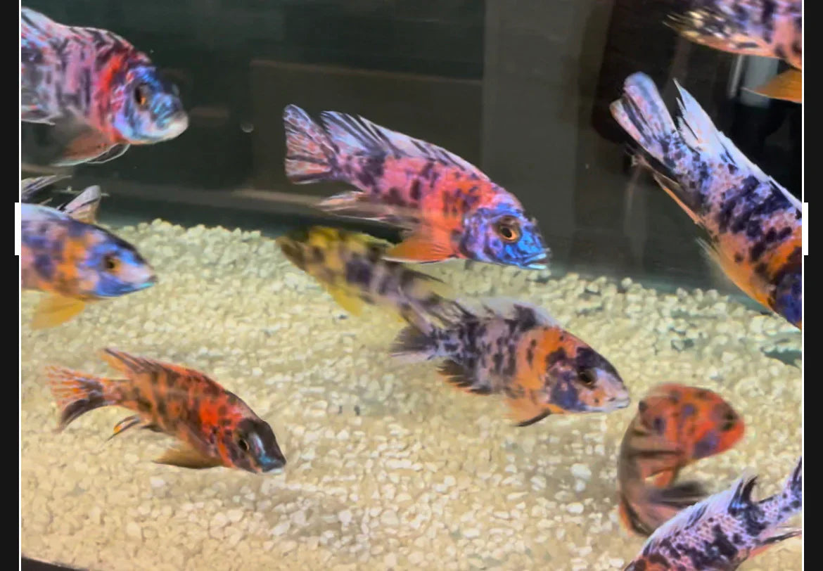 OB Peacock Cichlids (Red/Pink/Purple/Blue) AFRICAN CICHLIDS Danaqua Live Fish & More
