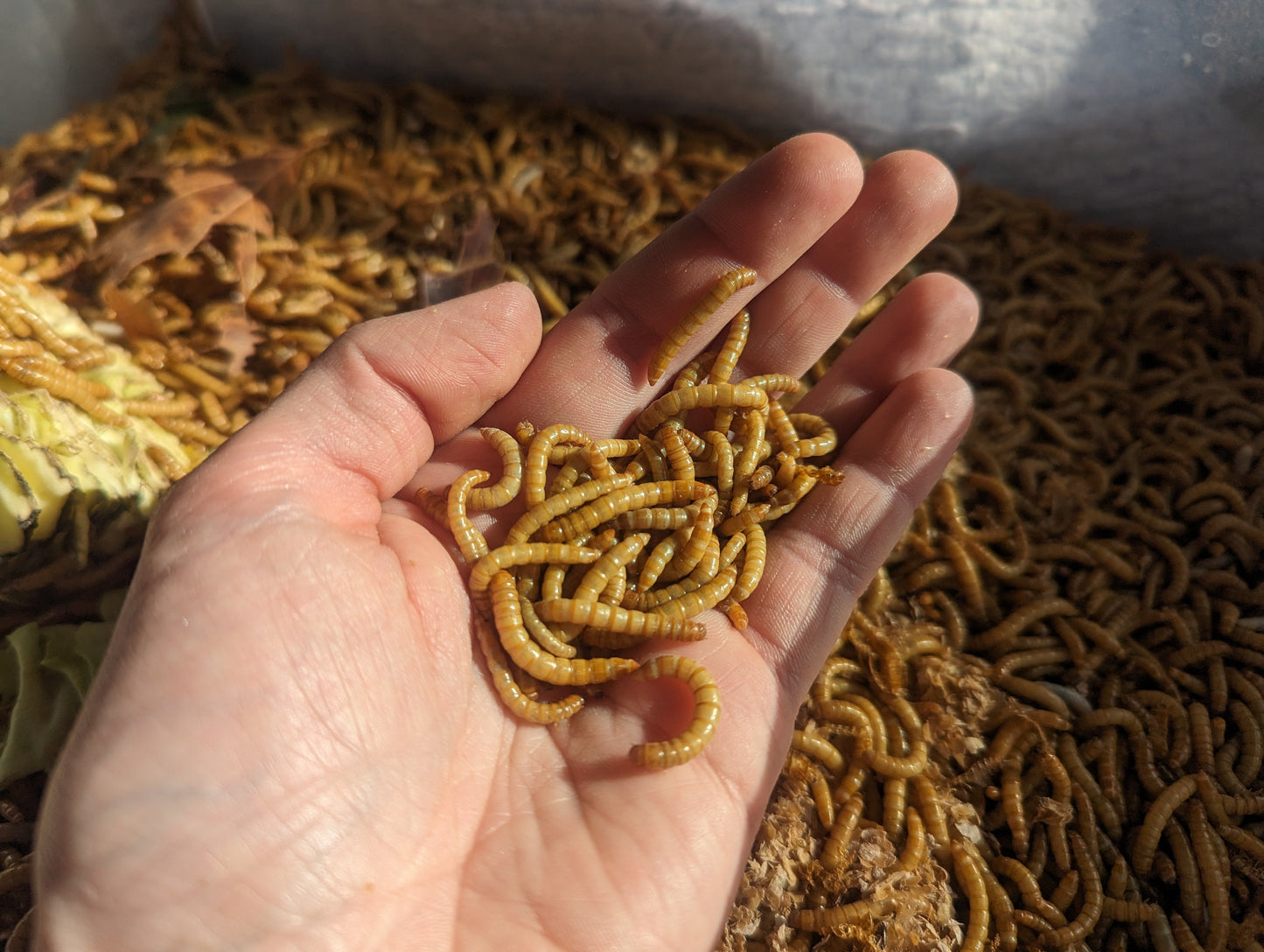 Live Organic Mealworms Feeder Insect Hive Queen Insects