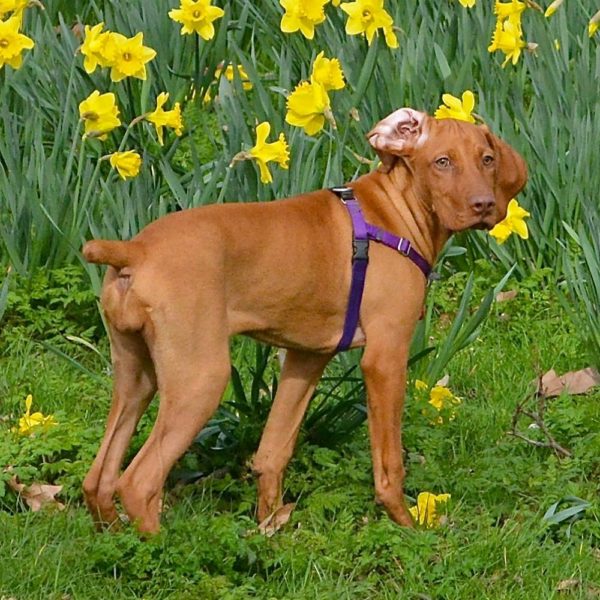 Purple Freedom No-Pull Dog Harness 2 Hounds Design