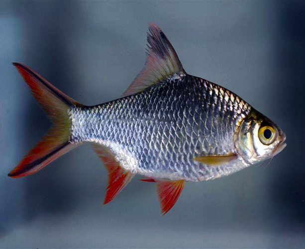 Redtail Tinfoil Barb (Barbonymus schwanenfeldii) 3” BARB Danaqua Live Fish & More
